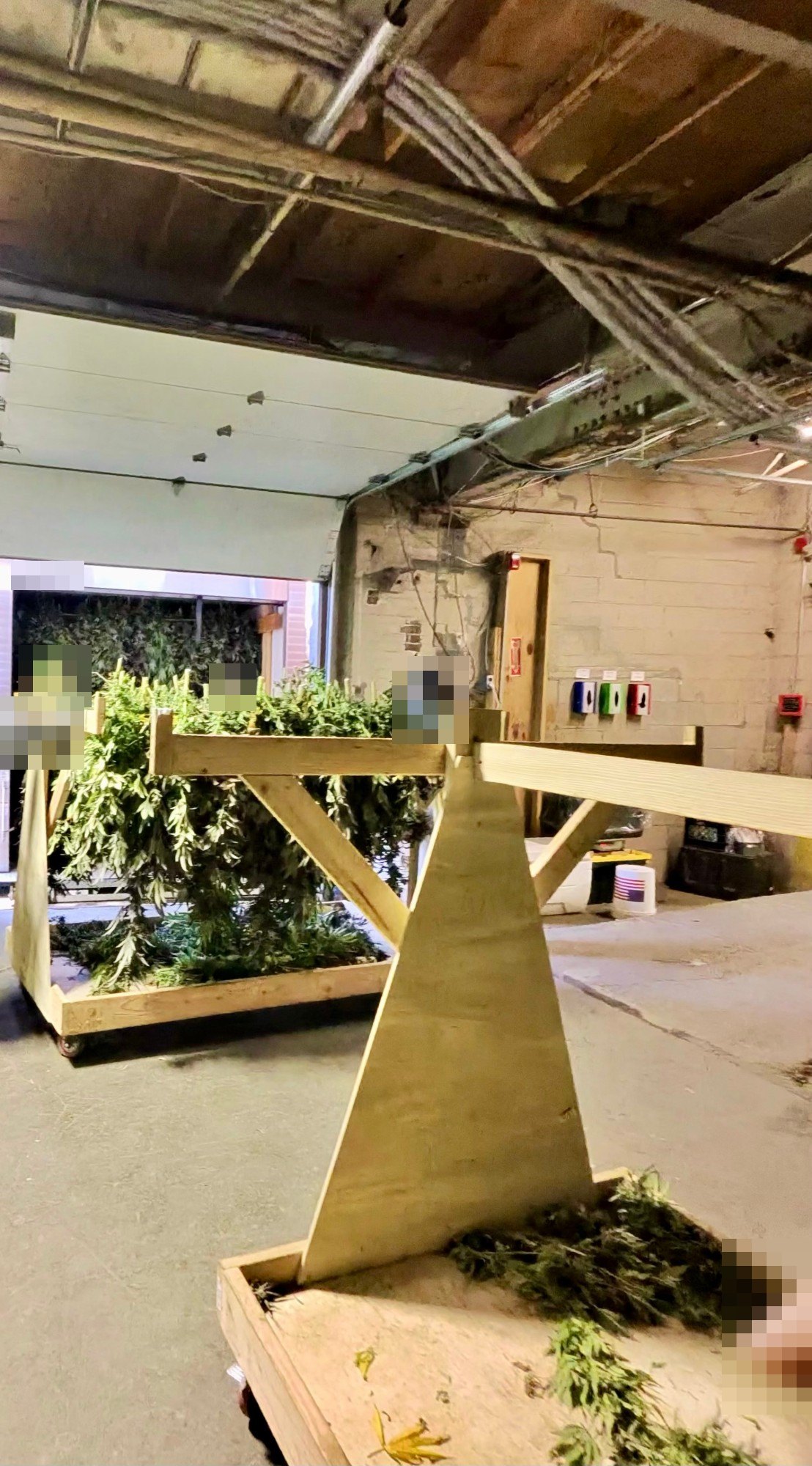 Rolling wooden racks loaded with freshly harvested cannabis plants inside a building, with more plants in an open trailer behind them.