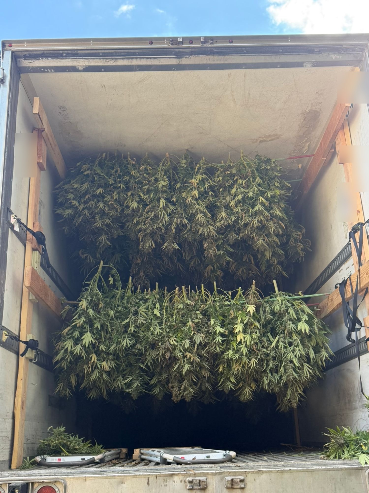 Whole cannabis plants hanging from rebar inside a refrigerated box truck.