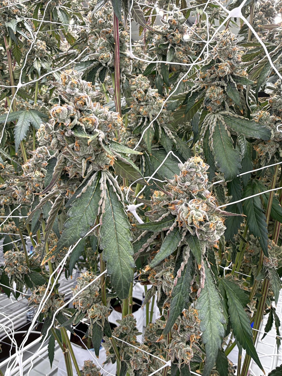 In flower at Genuine Grow