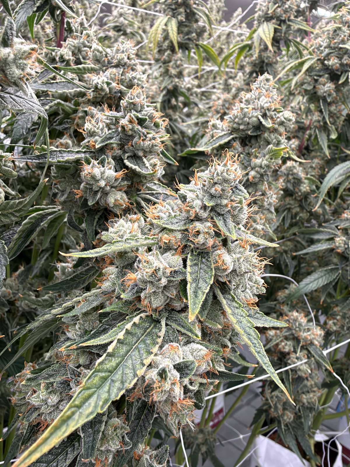 In flower at Genuine Grow