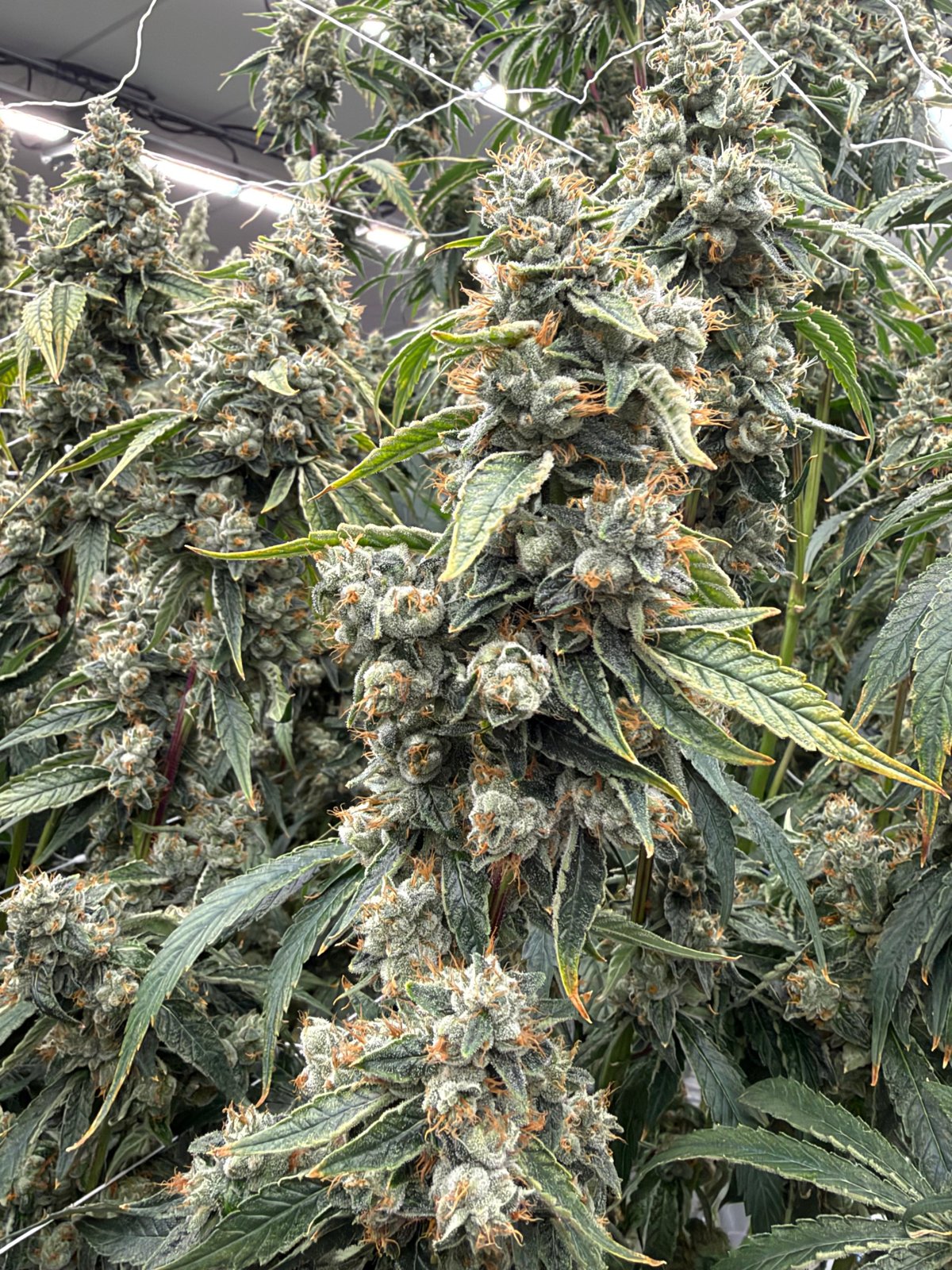 In flower at Genuine Grow
