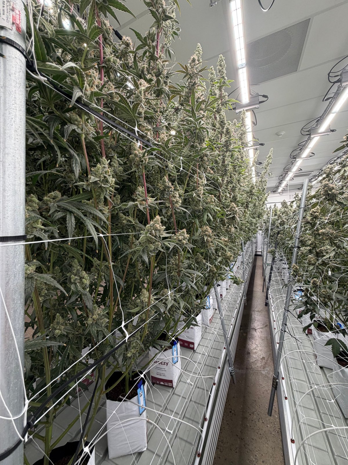 The flower room