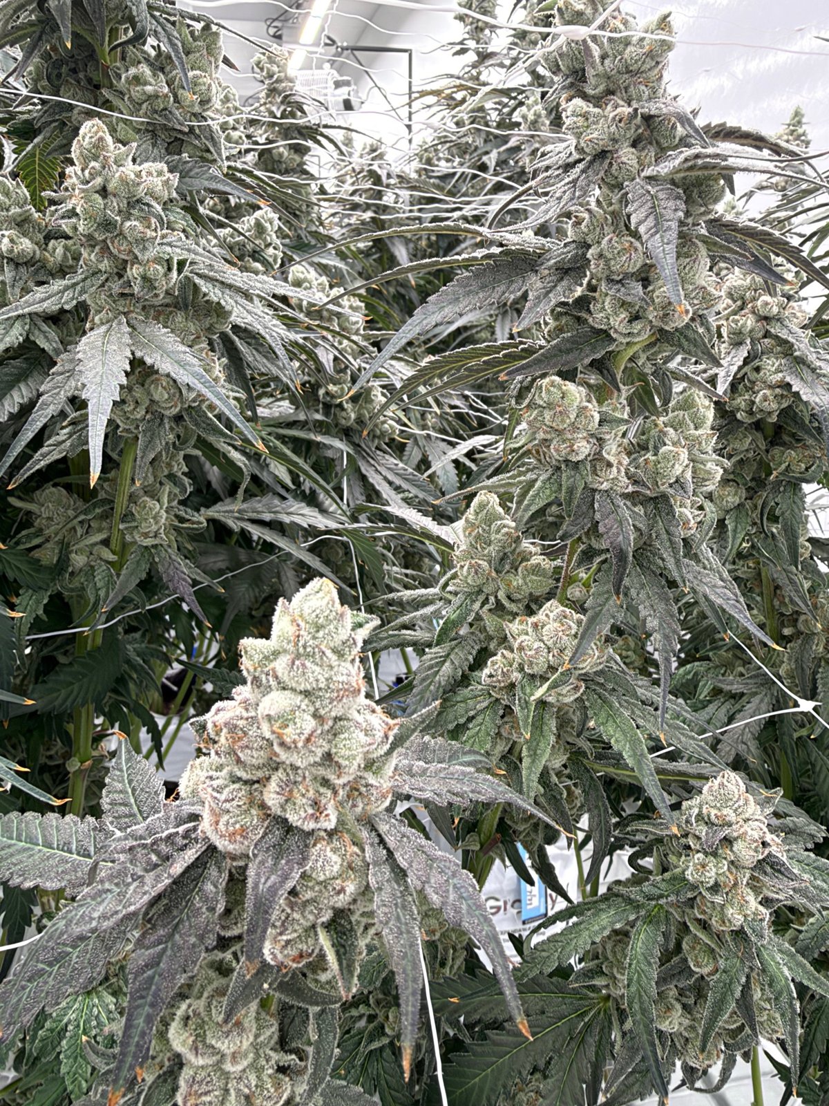 In flower at Genuine Grow