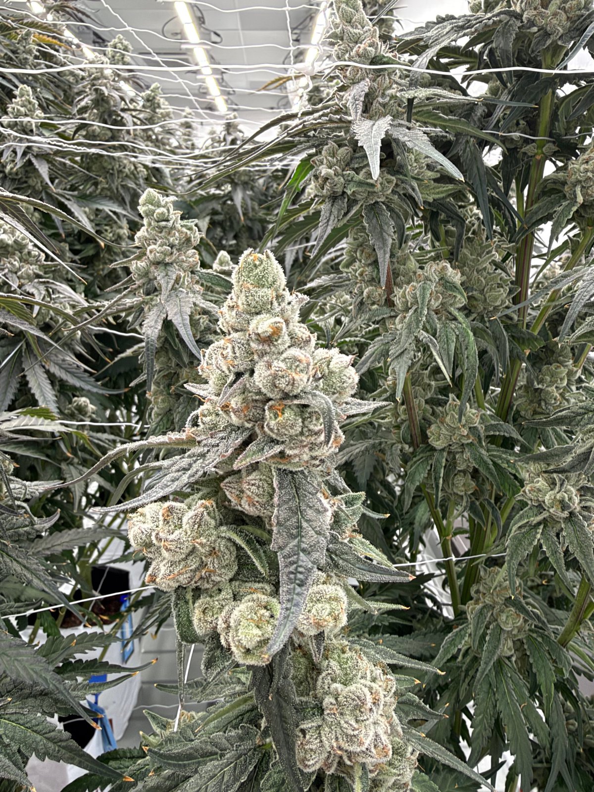 In flower at Genuine Grow