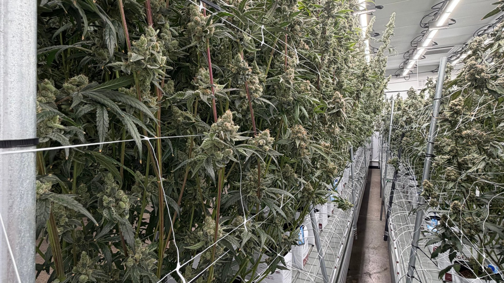 The flower room at Genuine Grow in Montclair, NJ
