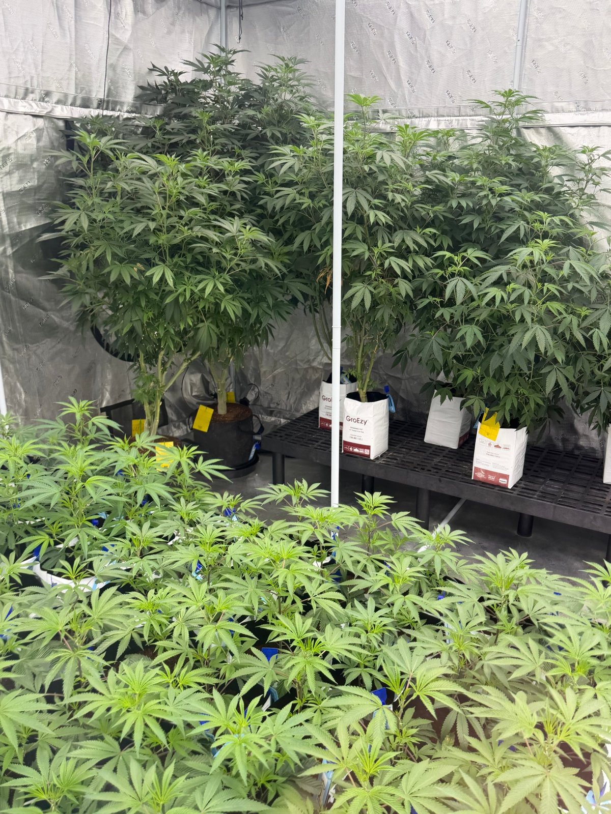 Veg and mother plants